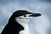 Picture 'Ant1_1_3683 Chinstrap penguin, Half Moon Island, South Shetland Islands, Antarctica and sub-Antarctic islands'